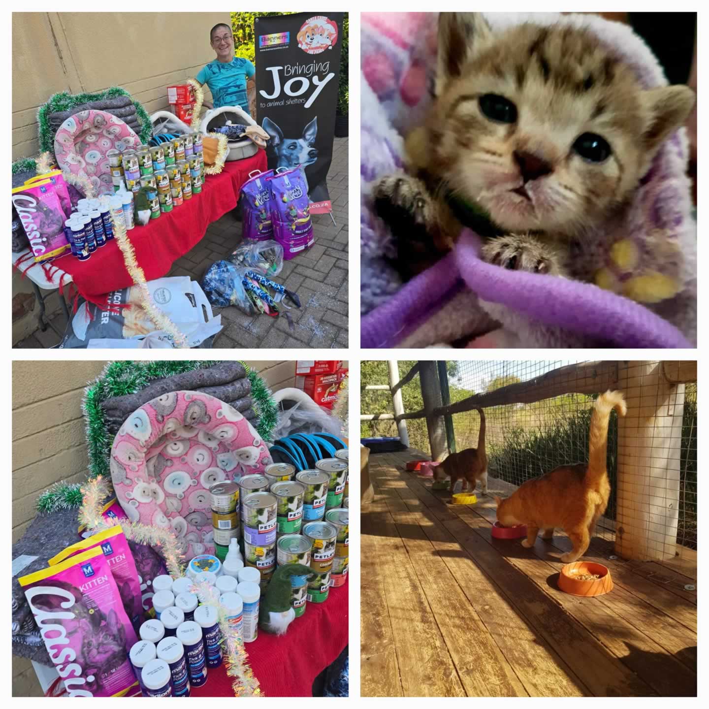 The Cat Foundation